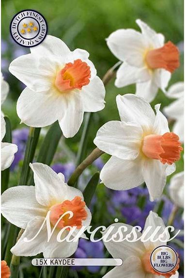 Narcissus Skype 15-pakning